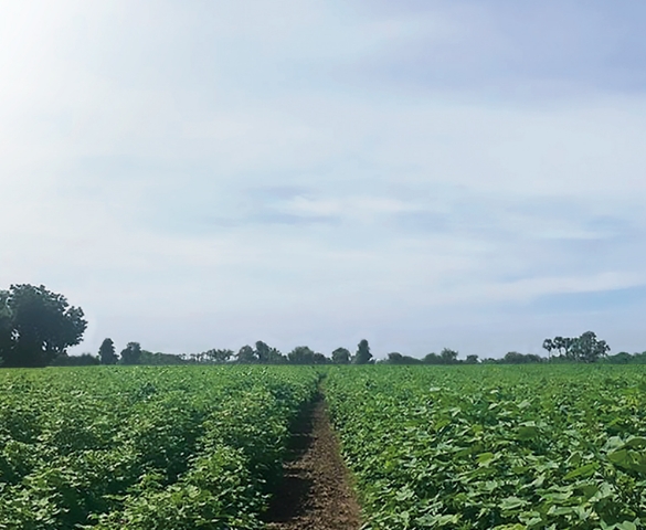 ORGANIC FIELD