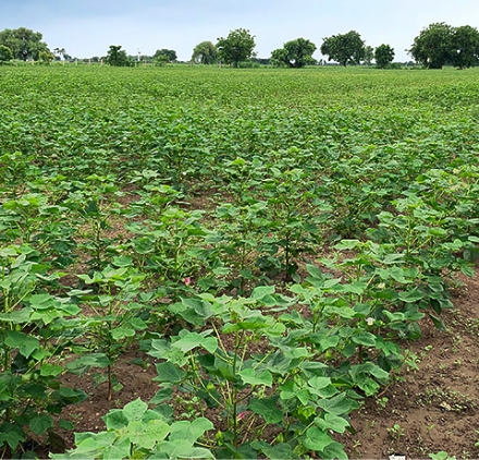 ORGANIC FIELDができるまで 2