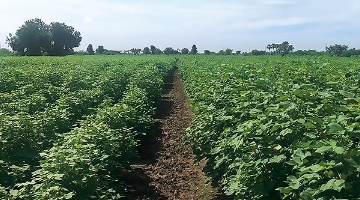 ORGANIC FIELDのロードマップ-2020