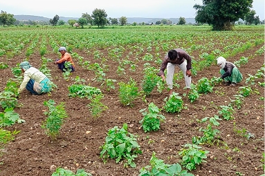 Reports from Farm